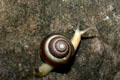 Asperitas sp.